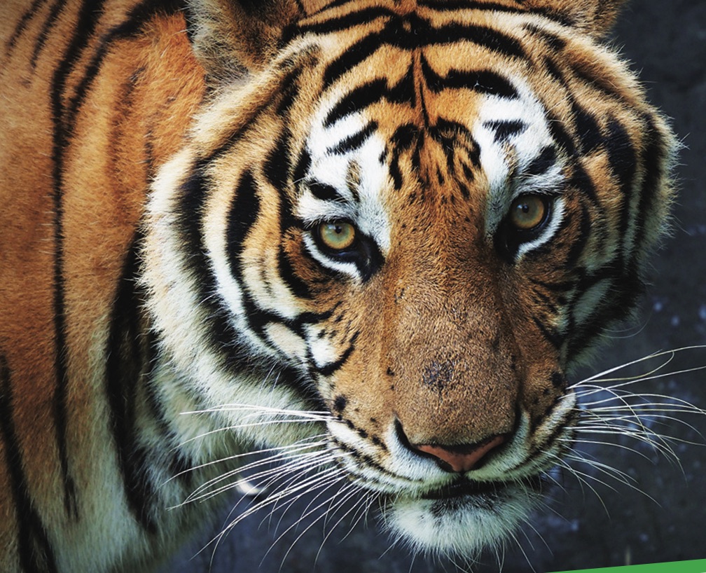 SAVING TIGERS