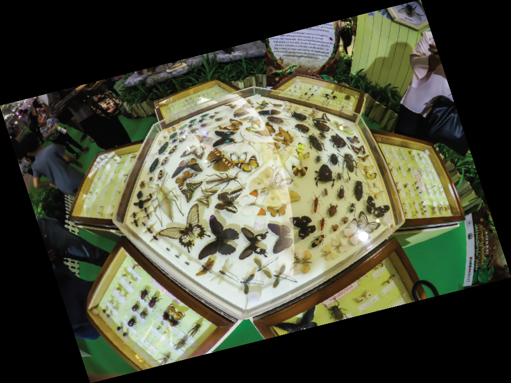 The Exhibition