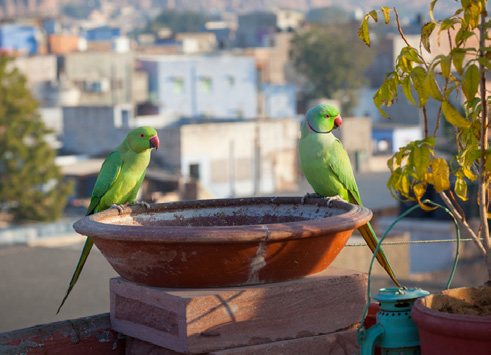 Everything For Your Birds