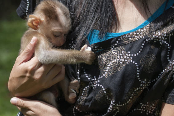 VOLUNTEERING WITH MONKEYS IN SOUTH AFRICA