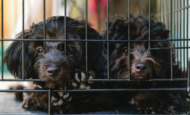 Shelter Dogs Around the World Are Ending Up in Laboratories