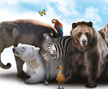 Let’s Save The Wild Animals of The World!!!