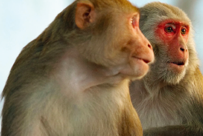 Help! I am mugged by a monkey mafia!