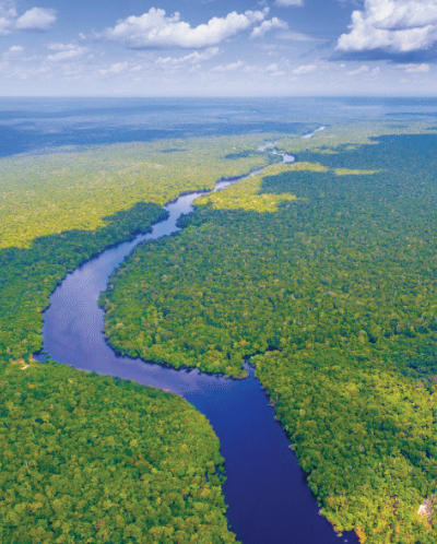 Biodiversity in the Amazon Rainforest