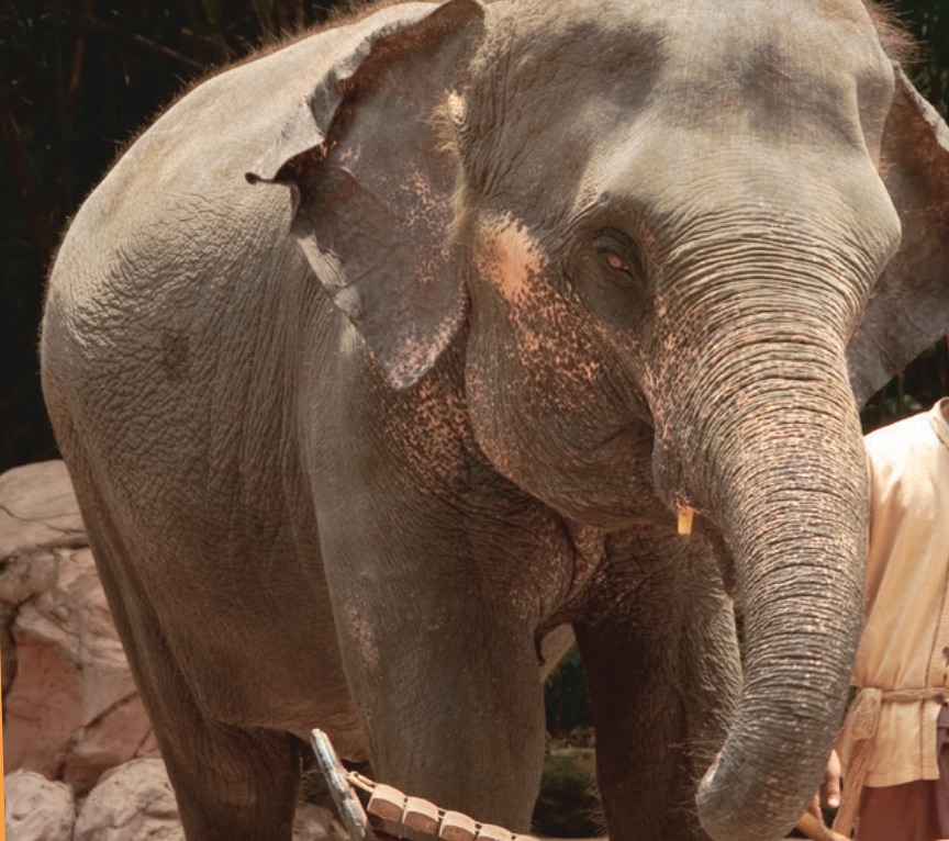 Musical Elephants