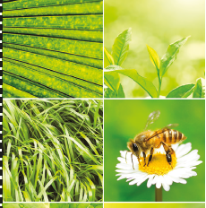 Disappearing Honeybee