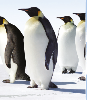The Emperor Penguin