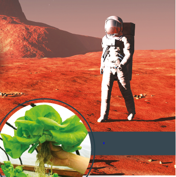 Vegetable Gardens Tested for Mars