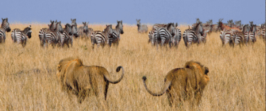 Herbivore, carnivore or omnivore?