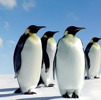 Explore Antarctica