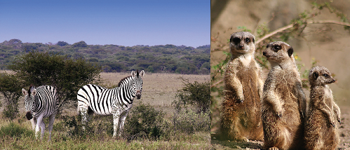 A Trip to Africa