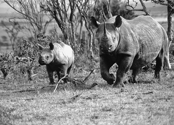 Wild Animals in Africa