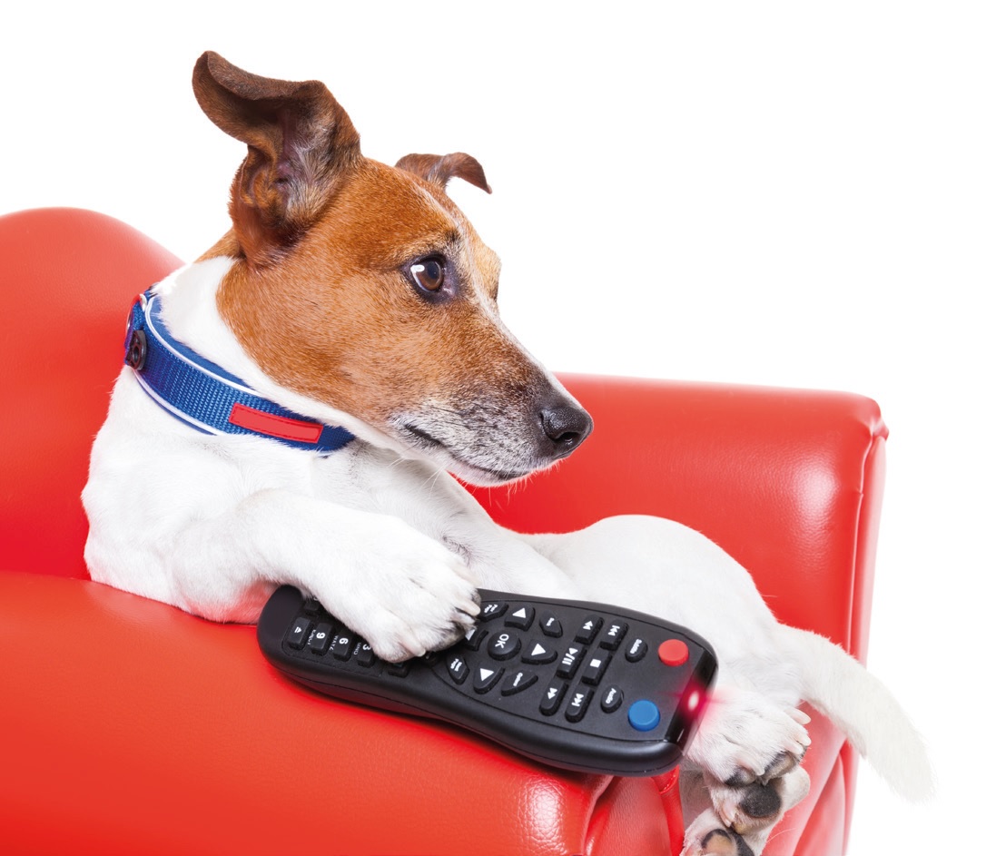 DOGTV, NEW CHANNEL FOR DOGS