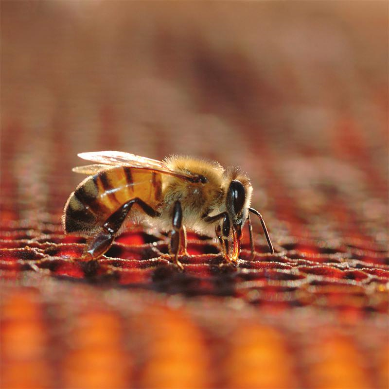 HONEYBEES