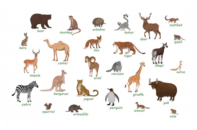 Wild Animals