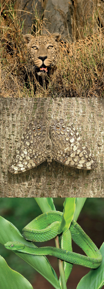 The Camouflaged Animals