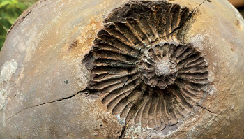 Fossils