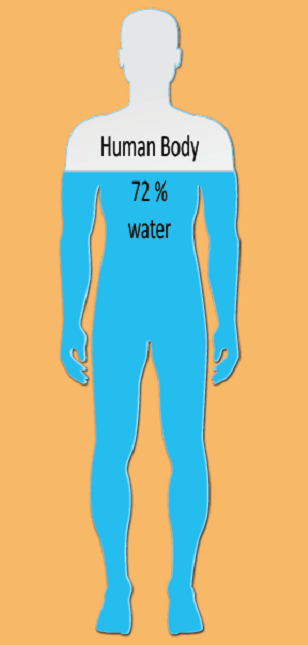 Human Body Facts
