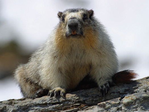 Interesting Animal Facts