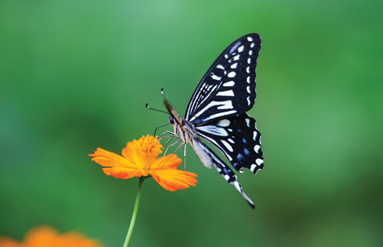 Biomimicry and Four Technologies Inspired by Nature