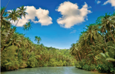 Jungles of the Amazon Rainforest