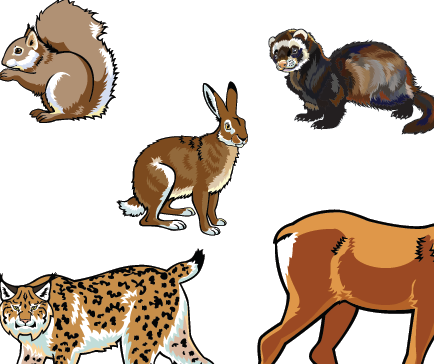 What to do with Injured Wild Animals