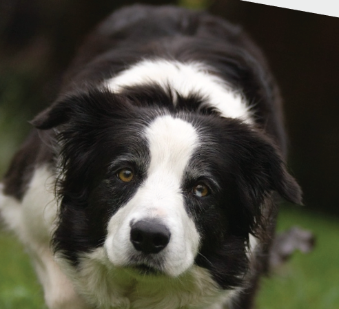 Bobby the Wonder Dog