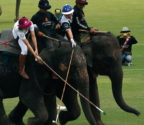Elephant Polo