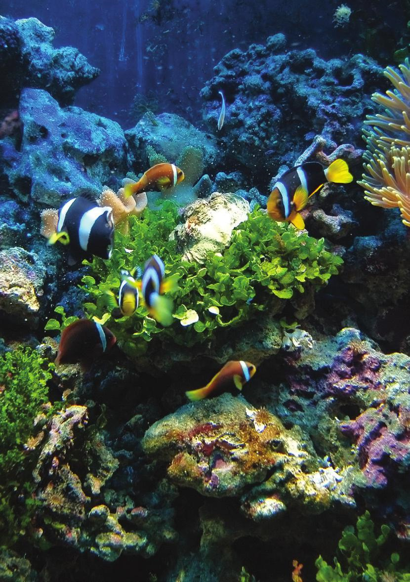 Underwater Research Project