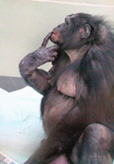 The Chimp That Says Just What She Thinks