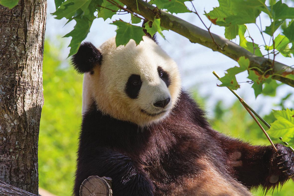 THE GIANT PANDA 2
