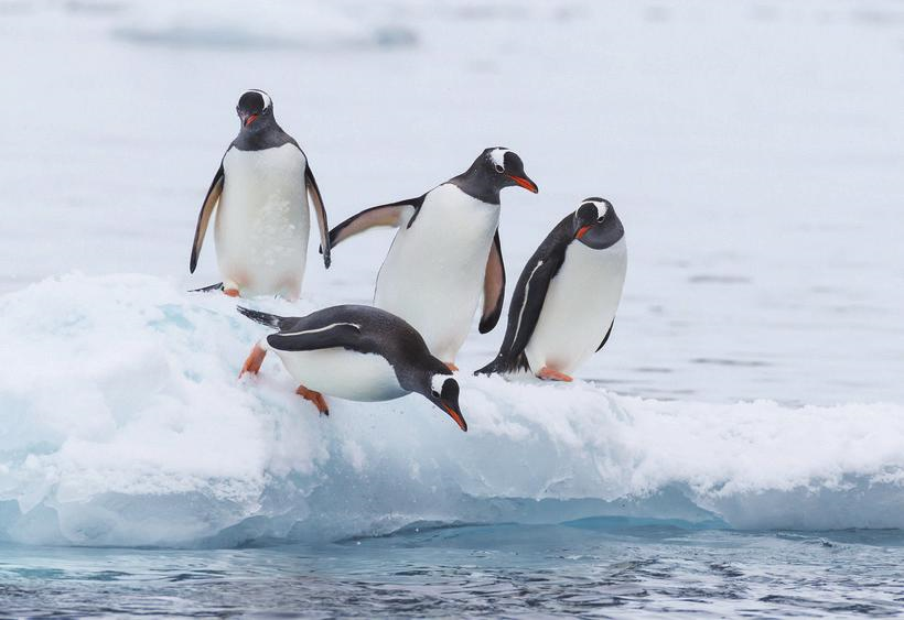 A Trip to Antarctica