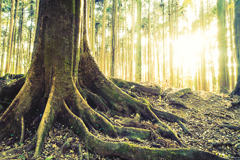 What Makes an Area a Tropical Rainforest?
