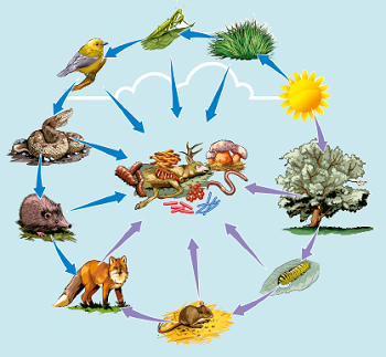 Habitat Interaction