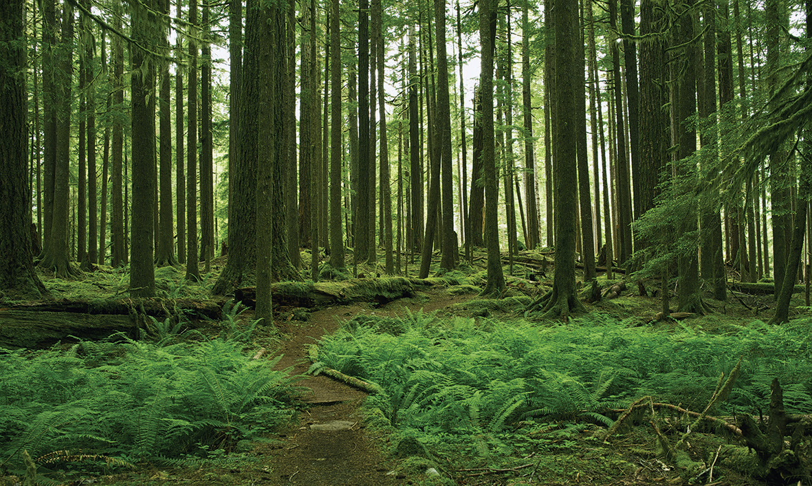 Forests on Earth