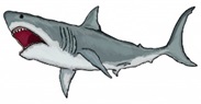 Shark Attack