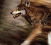 THE RED WOLF
