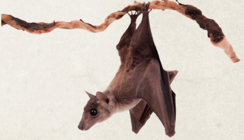 BATS