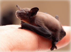 BATZILLA THE BAT