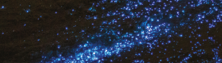 Ways to see Bioluminescence in the World’s Oceans