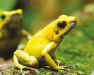The Most Dangerous Animals in the World
