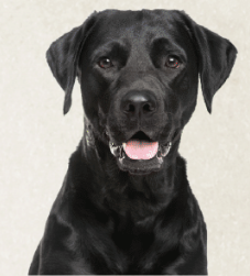RADAR THE RESCUE DOG