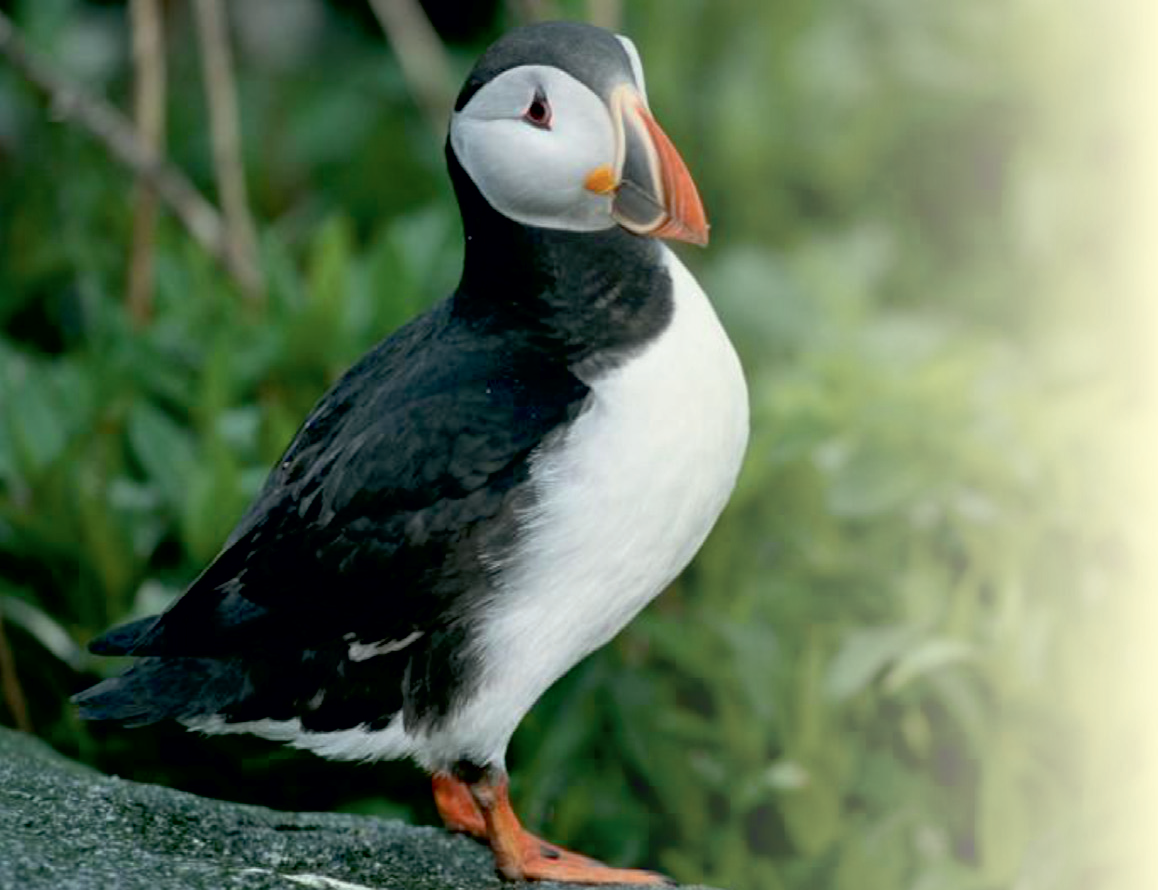 Atlantic Puffins