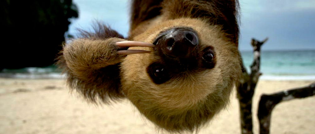 SLOTHS - Tree-Dwellers