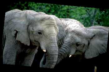 Elephant Families