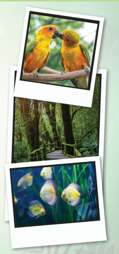 Big Rainforests