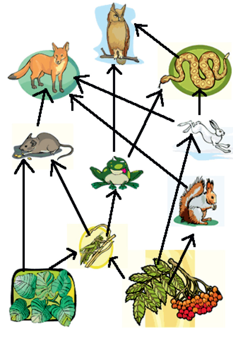 The Food Chain