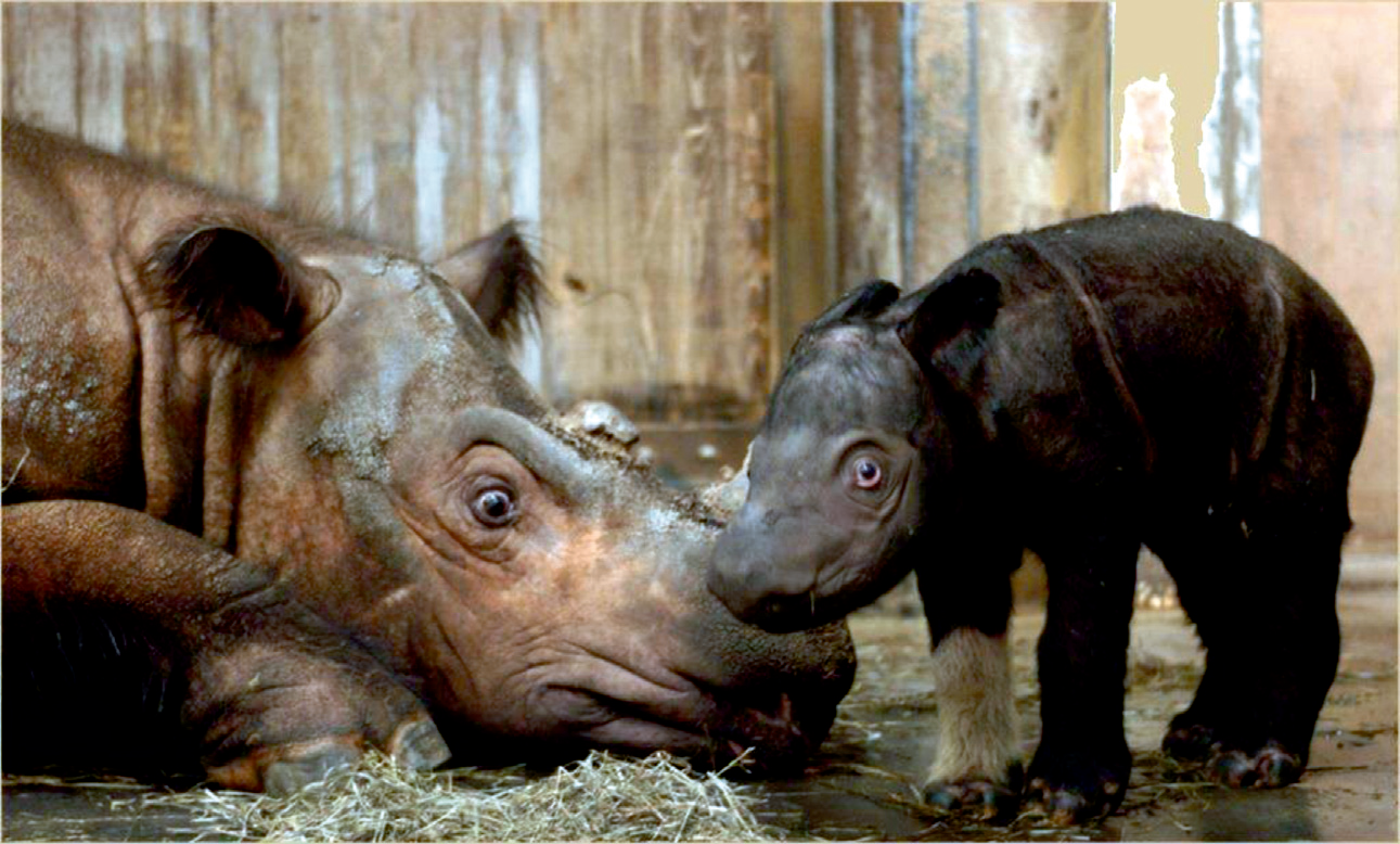Saving the Sumatran Rhino