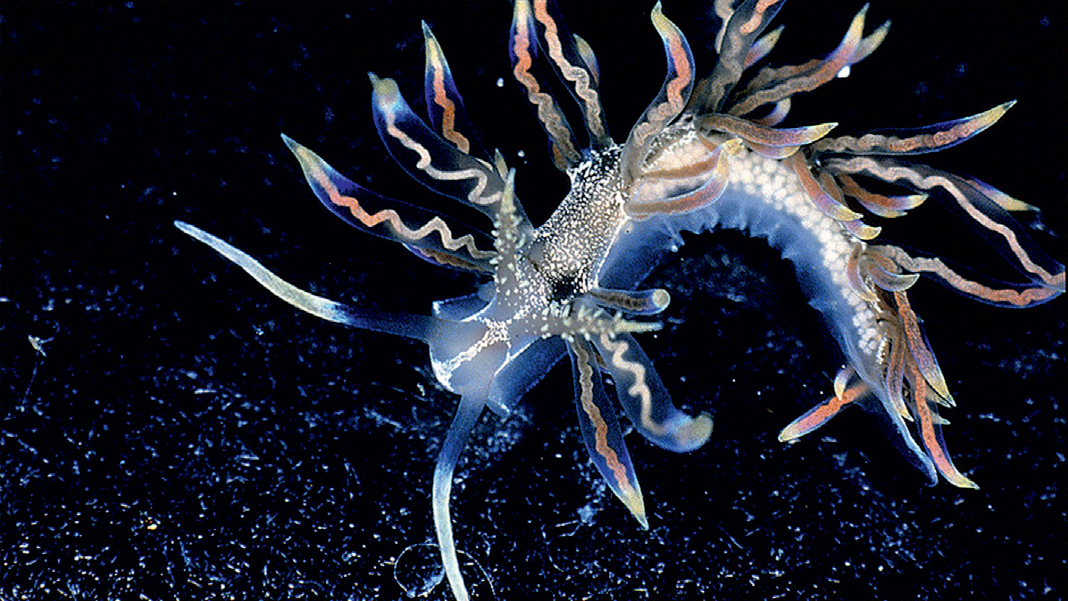 Discovering New Species