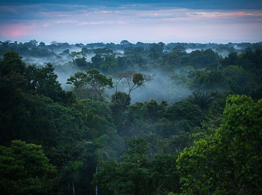 RAINFORESTS 2